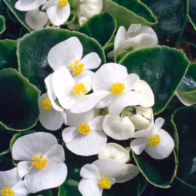 Plants by Post Begonia Semperflorens White Bedding Plants, Pack of 12