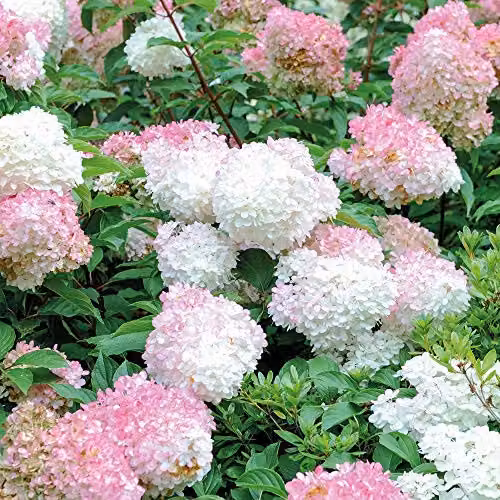 Thompson & Morgan Hydrangea Vanille Fraise Hardy Ornamental Shrub, 2 x 8cm Pot – 3