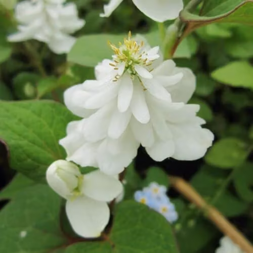 Thompson and Morgan Houttuynia Cordata Plena Hardy Perennial with Double White Flowers and Aromatic Foliage, 3 x 9cm Pots – 2