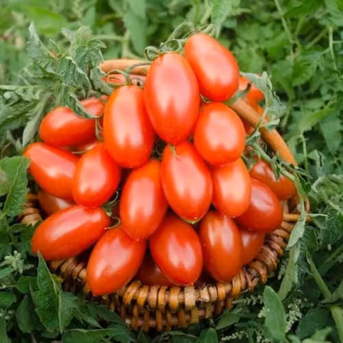 Thompson & Morgan Tomato Nagina F1 Hybrid Seeds, Blight-Resistant Red Plum Variety, 1x Seed Packet – 1