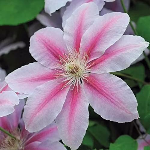 Thompson & Morgan Hardy Perennial Clematis Nelly Moser Flowering Climber, Pink and Red, 1.7 Litre Potted Plant – 2