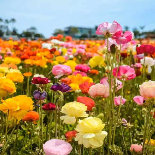 YouGarden Mixed Colour Ranunculus Bulbs, 50 Bulbs, Multicoloured Summer Flowering Bedding Bulbs – 4
