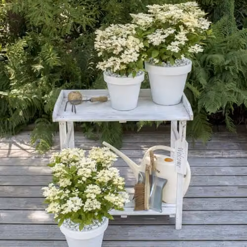 Thompson & Morgan Hydrangea Paniculata Switch Ophelia Ornamental Shrub, 3 x 9cm Potted Plants, White and Pink – 6
