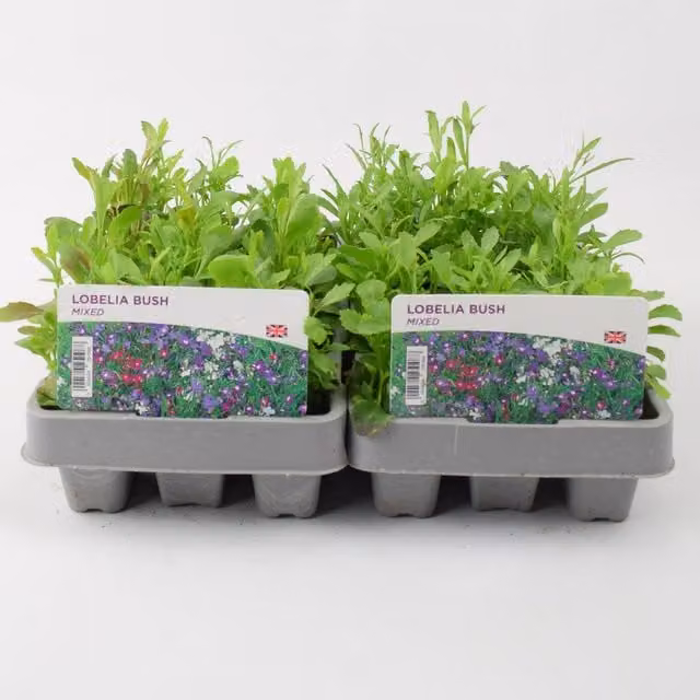 Plants By Post Mixed Lobelia Bush Bedding Plants, 24 Plants, Multicolour