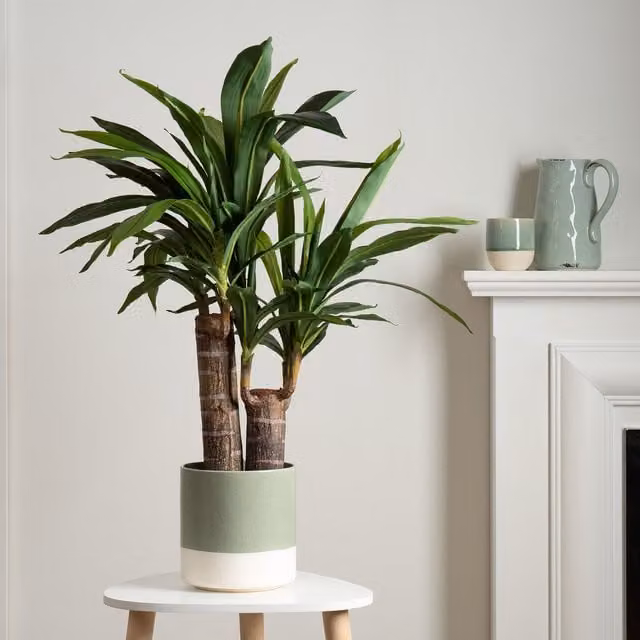 Scottish Everlastings Ltd 80 cm Double Stem Green Yucca Tabletop Tree