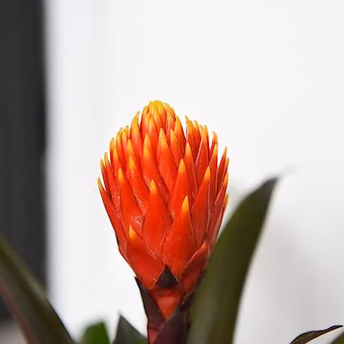 Thompson and Morgan Guzmania Tala Flowering Houseplant in a 12cm Pot, Orange and Green – 2