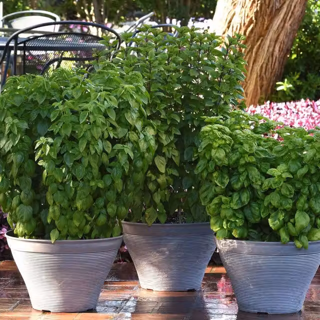 Marshalls Garden Everleaf Emerald Towers Genovese Basil Seeds, 30 Seeds