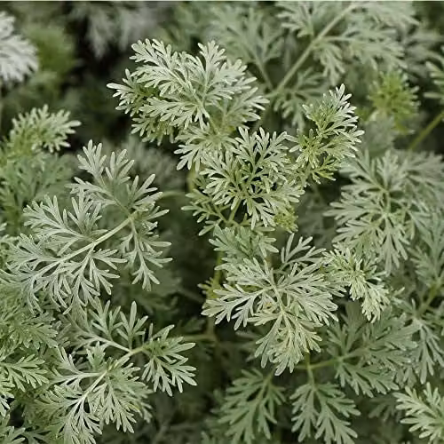 Thompson and Morgan Artemisia Arborescens Powis Castle Silver Evergreen Perennial Shrub, 1 Litre Pot