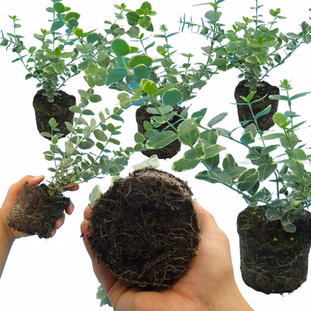 Plants by Post Euonymus Emerald Gaiety Ornamental Shrub, Green and White, Pack of 6