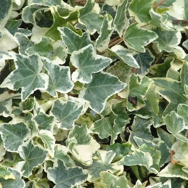 Plants By Post Hedera Clotted Cream Indoor Climbing Plant with Green and Yellow Variegation