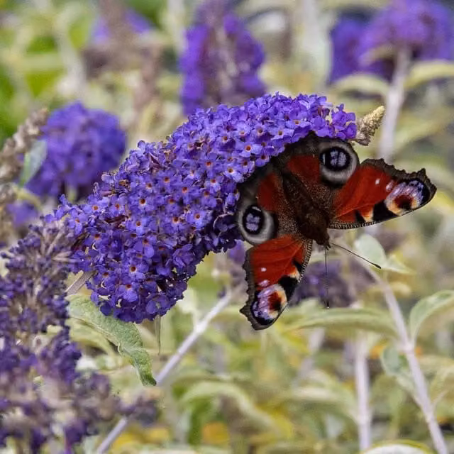Marshalls Garden Buddleja Adonis Blue Ornamental Shrub