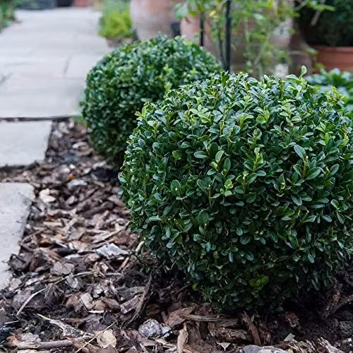 Thompson & Morgan Buxus Sempervirens Box Ball Evergreen Shrub Topiary in 23cm Pots – 2