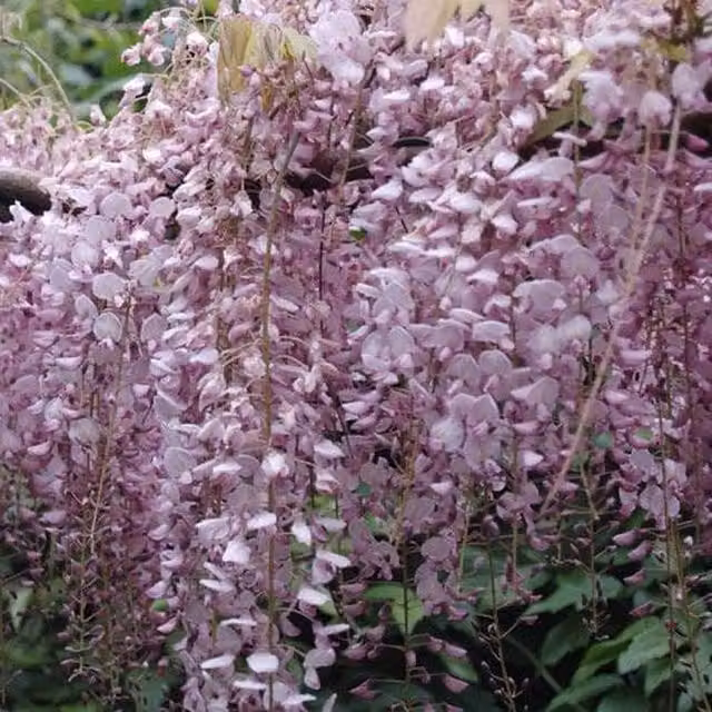 Plants By Post Wisteria Floribunda Kuchi-Beni Pink and White Climbing Plant