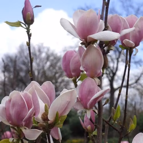 YouGarden Magnolia Soulangiana Ornamental Shrub in 9cm Pot, Pink and White Flowers – 2