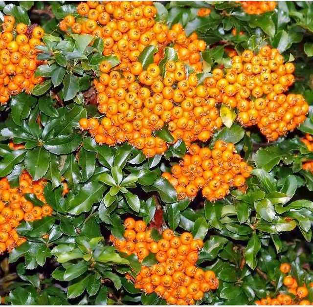 Direct Plants Pyracantha Teton Evergreen Orange Berry Bush Garden Shrubs, Pack of 3