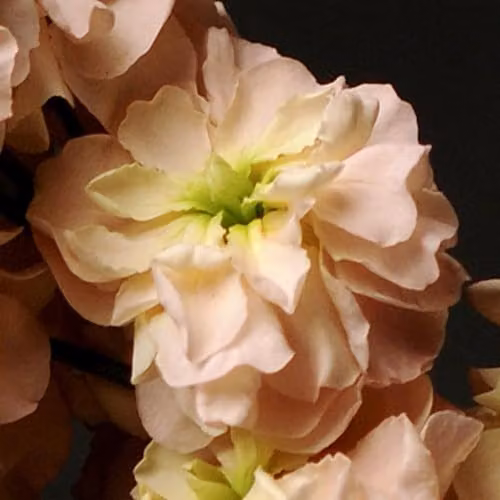 Thompson and Morgan Stock Apricot Column Hardy Annual Flower Seeds, Peach and Pink, 75 Seeds – 4