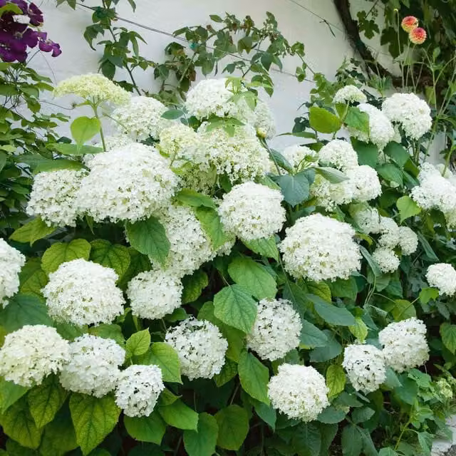 Marshalls Garden White Hydrangea Annabelle Ornamental Shrub