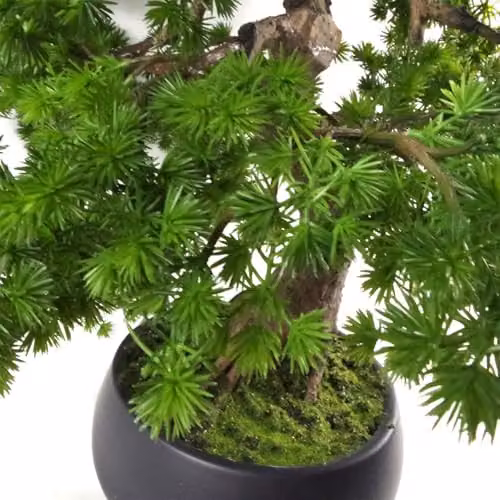 Botanik Premium Oriental Tabletop Bonsai Tree in Green, Black and Brown – 4