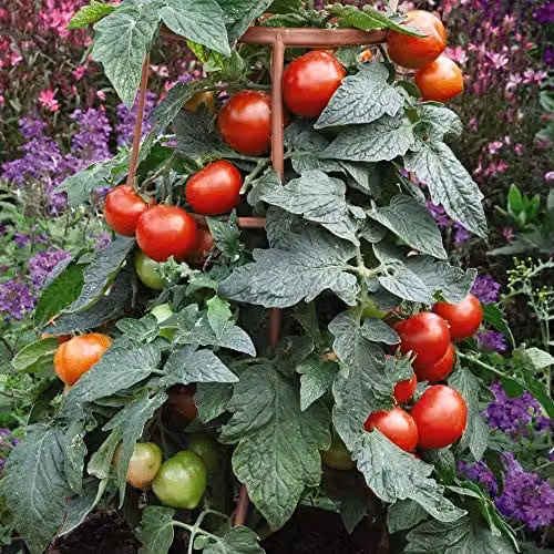 Thompson and Morgan Tomato Divinity Easy Grow Vegetable Seeds, 1 Packet