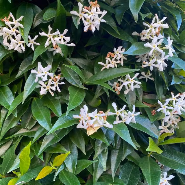 Direct Plants Trachelospermum Jasminoides Star Jasmine Climber, Green and White, 9cm Pot
