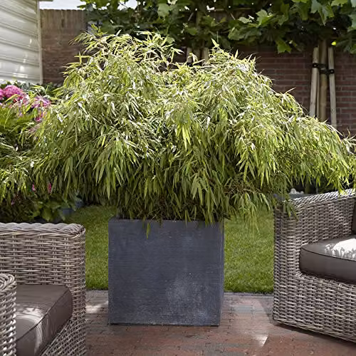 YouGarden Pair of Fargesia rufa Fountain Bamboo Outdoor Hedge Plants, Height: 50 cm, 2L Pots
