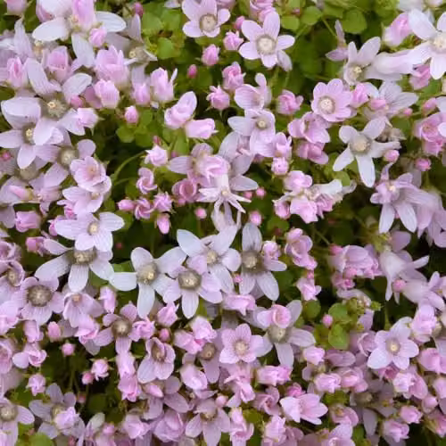 Thompson & Morgan Anagallis tenella Bog Pimpernel Pink Aquatic Plants, 3 x 1L Pots – 2