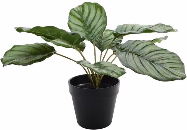 KDMD Calathea Potted Green Houseplant