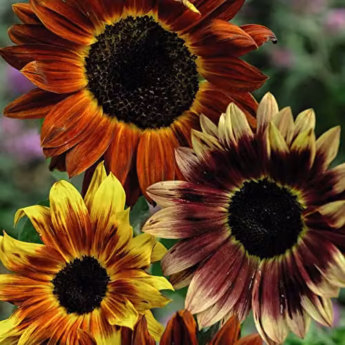 Thompson and Morgan Sunflower Helianthus annuus 'Harlequin' F1 Hybrid Bi-Coloured Seeds, 20 Seeds per Packet