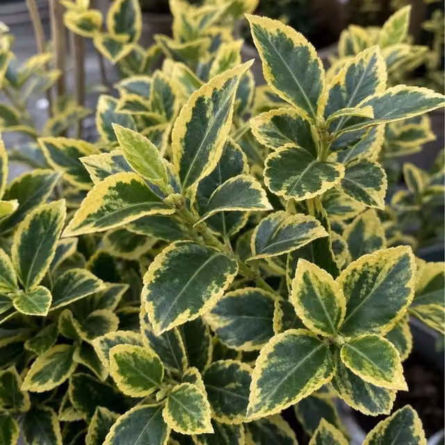 Plants By Post Euonymus Aureomarginatus Evergreen Ornamental Shrub, Green and Gold