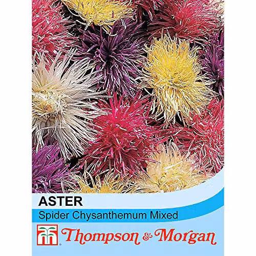 Thompson and Morgan Aster Spider Chrysanthemum Mixed Callistephus chinensis China Aster Seeds, Multicolour, 200 Seeds – 2
