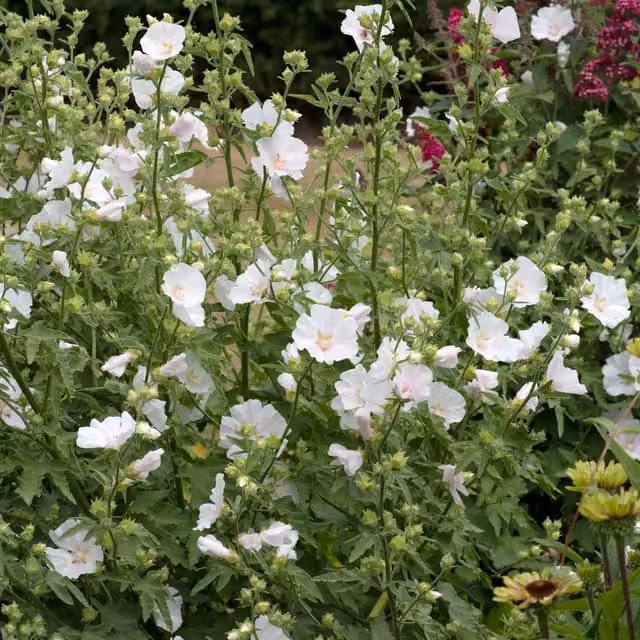Marshalls Garden Lavatera Marshmallow White Ice Ornamental White Shrub
