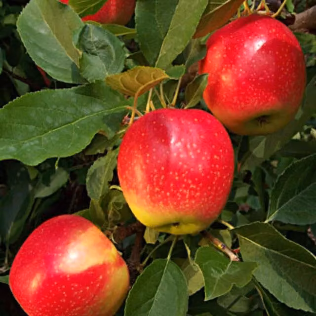 Direct Plants Dwarf Gala Apple Fruit Tree, Red, 5 L Pot