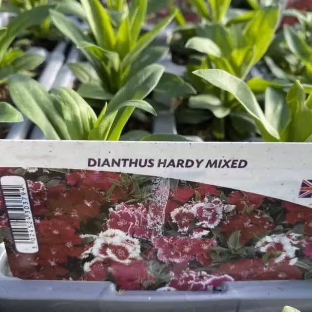 Plants by Post Dianthus Hardy Mixed Perennial Garden Flowers, 12 Plants