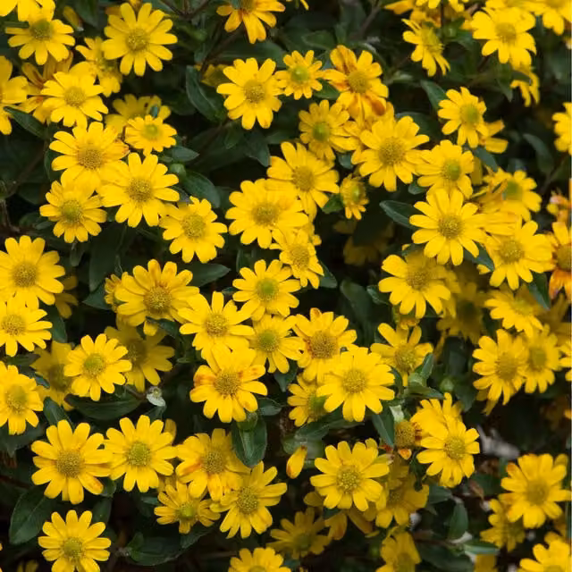 Plants By Post Sanvitalia Golden Yellow Blooming Plants in 3 Recyclable 9cm Pots