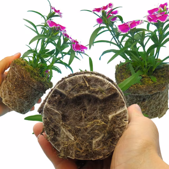 Plants by Post Dianthus Violet Picotee Bedding Plant, White and Purple, Pack of 3
