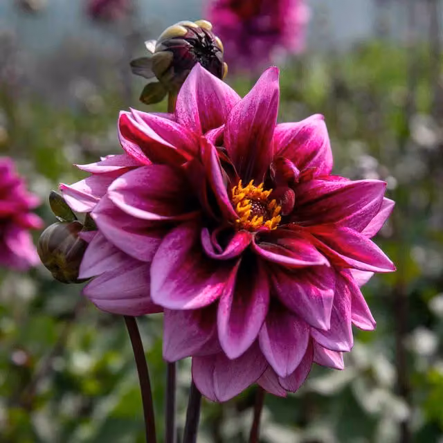 Marshalls Garden Purple Dahlia Davina Michelle Perennial Outdoor Plant