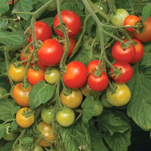 Marshalls Cherry Falls F1 Trailing Red Cherry Tomato Seeds, 10 Seeds