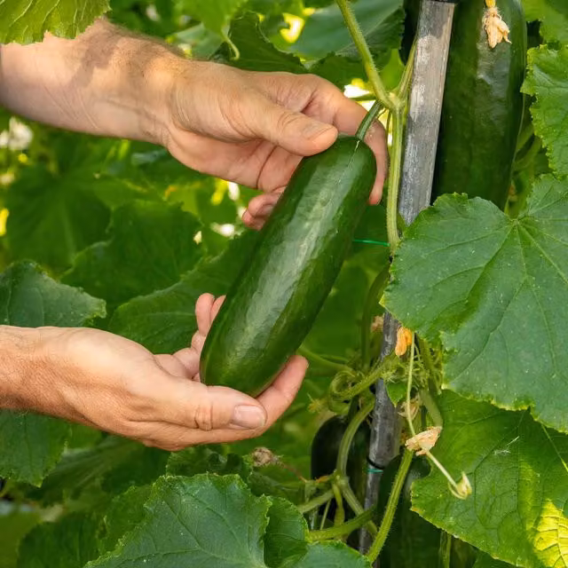 Marshalls Mini Munch F1 Cucumber Seeds, 5 Seeds