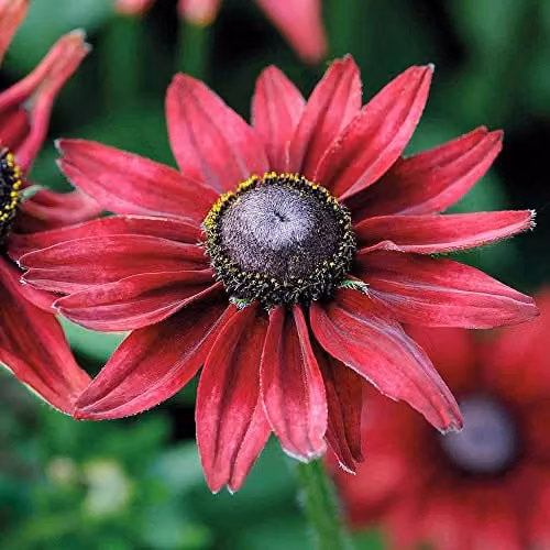 Thompson and Morgan Rudbeckia hirta Cherry Brandy Red Coneflower Seeds (50 Seeds) – 1