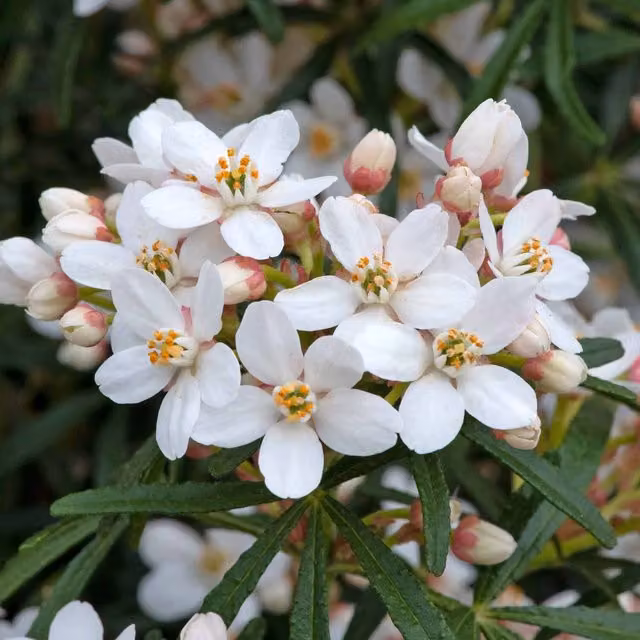 Choisya Scented Gem Ornamental Shrub with White and Pink Flowers