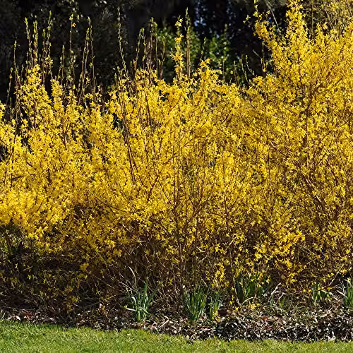 Thompson and Morgan Forsythia x Intermedia Spectabilis Deciduous Hardy Ornamental Shrub with Golden Yellow Bell-Shaped Flowers, 2 x 9cm Pots – 2