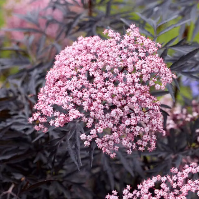 Marshalls Garden Sambucus Cherry Lace Pink Ornamental Shrub 9cm Pot