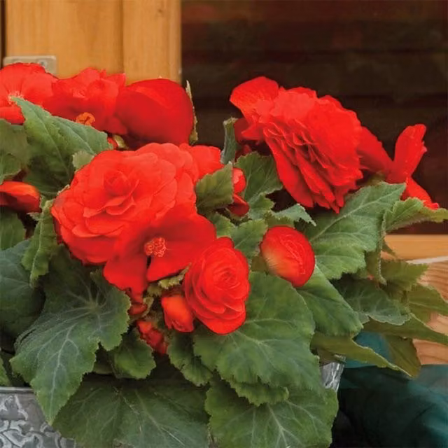 Plant Theory Set of 3 Red Nonstop Bedding Begonia Plants in 1L Pots