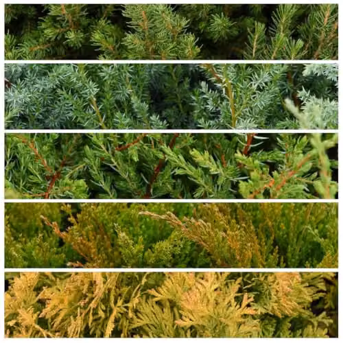 Thompson & Morgan Nurseryman’s Choice Conifer Collection of Mixed Evergreen Garden Trees and Shrubs, Green, 9cm Pot x1 – 1