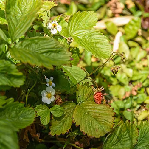 Thompson and Morgan Woodland Strawberry Fragaria Alpine Wild Hardy Perennial Fruit Seeds, 80 Seeds – 1