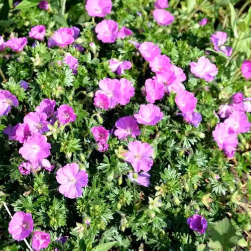 Thompson & Morgan Geranium Sanguineum Hardy Magenta Flowering Ground Cover Perennial, 2 x 9cm Pots – 2