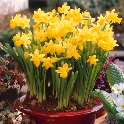 YouGarden Narcissus Tete a Tete Daffodil Bulbs, 100 Bulbs, Yellow – 1