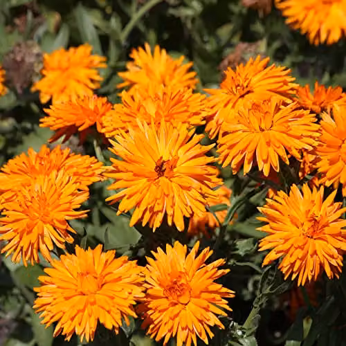 Thompson and Morgan Calendula officinalis Calexis Orange Marigold Flower Seeds, Approx. 50 Seeds – 2