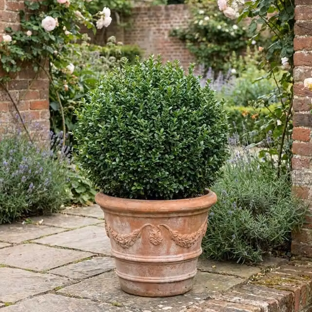 Plants By Post Euonymus Microphyllus Evergreen Shrub, Dark Green, 7.5L