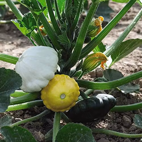Thompson and Morgan Patty Pan Squash Summer Mix F1 Hybrid Cucurbita Pepo Vegetable Seeds, Approx. 6 Seeds – 3